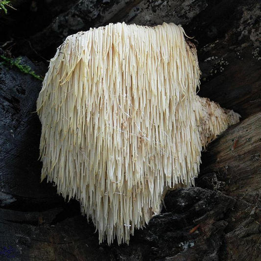 Research focused on the the many health benefits of Lions Mane Mushroom